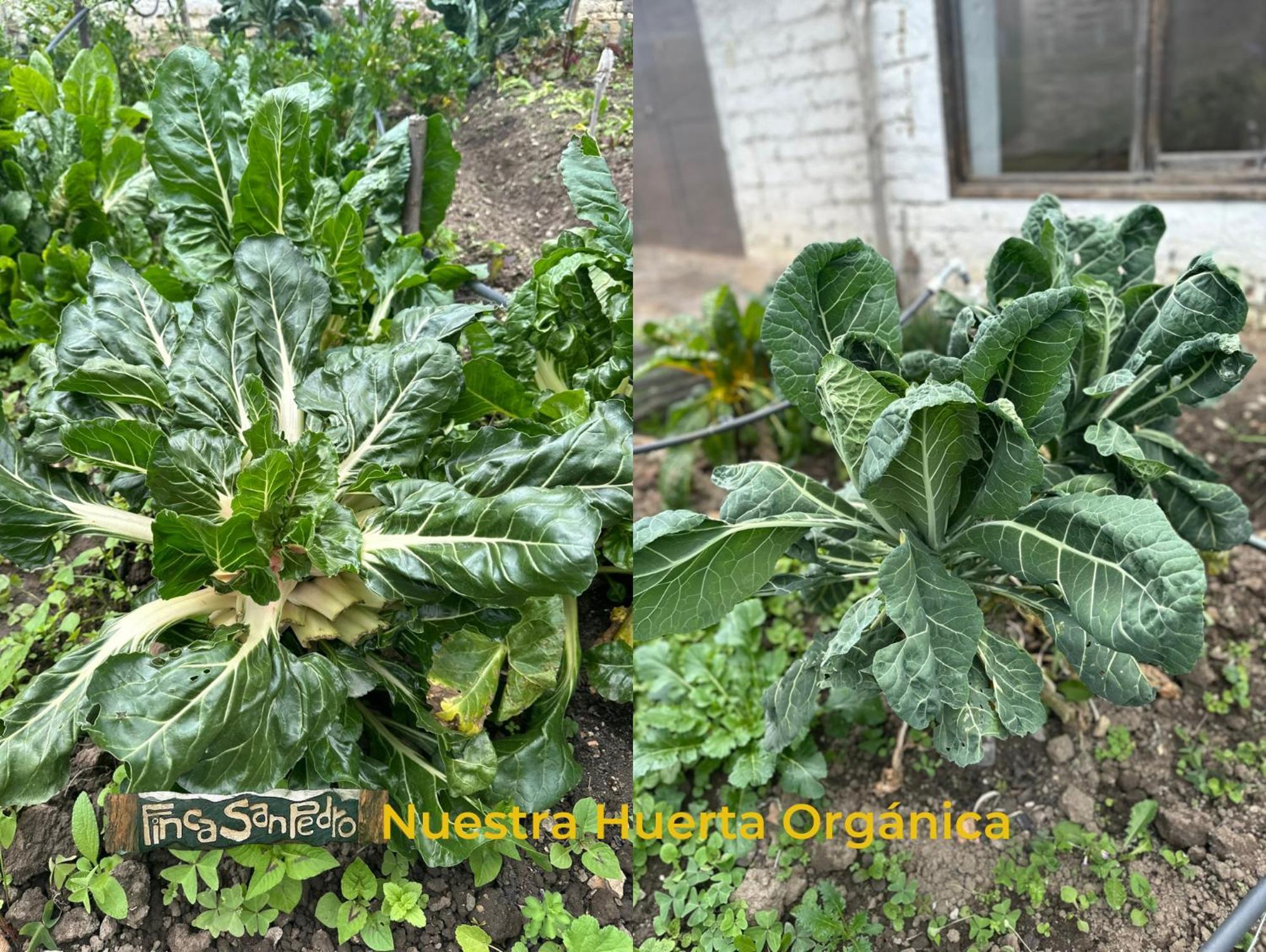 Finca San Pedro -Alojamiento Campestre Y Reserva Natural- Sogamoso Eksteriør bilde