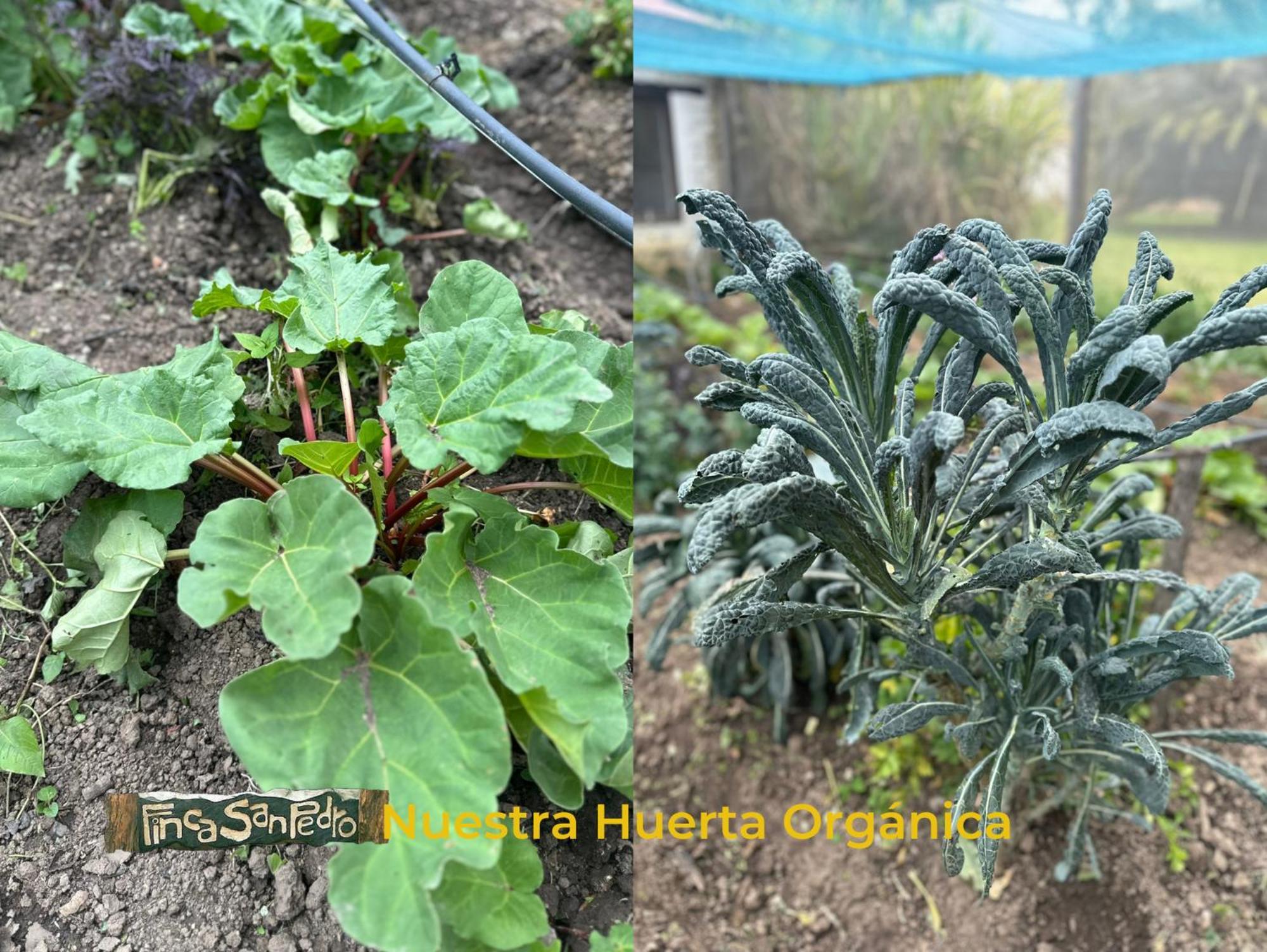 Finca San Pedro -Alojamiento Campestre Y Reserva Natural- Sogamoso Eksteriør bilde