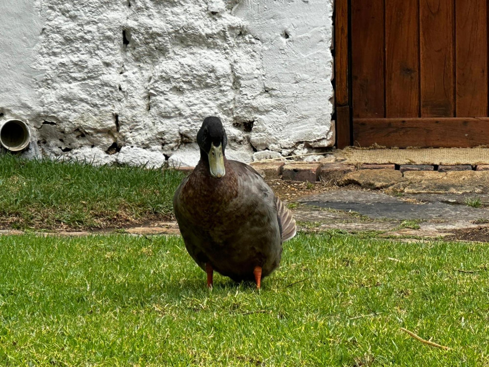 Finca San Pedro -Alojamiento Campestre Y Reserva Natural- Sogamoso Eksteriør bilde