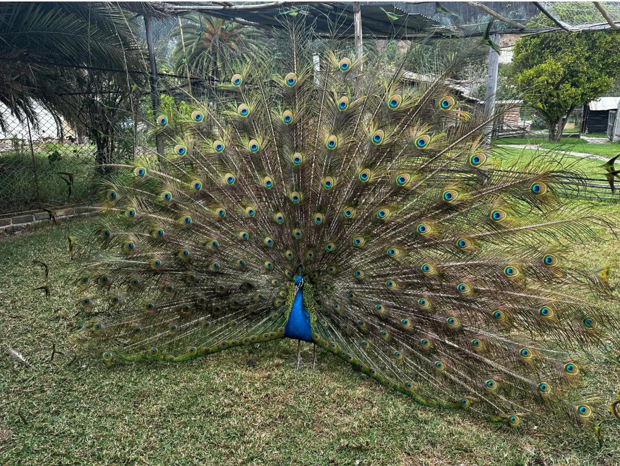 Finca San Pedro -Alojamiento Campestre Y Reserva Natural- Sogamoso Eksteriør bilde