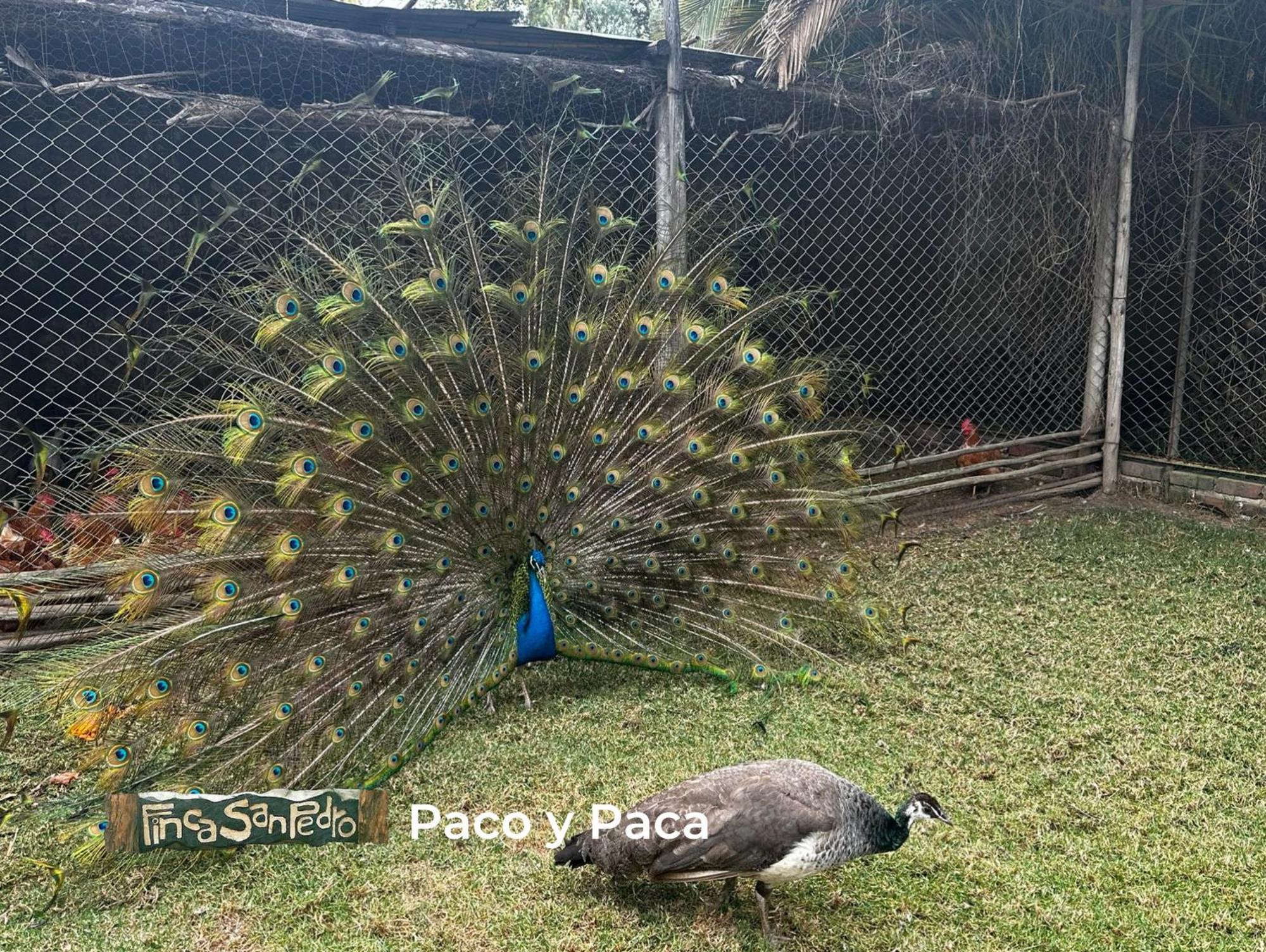 Finca San Pedro -Alojamiento Campestre Y Reserva Natural- Sogamoso Eksteriør bilde